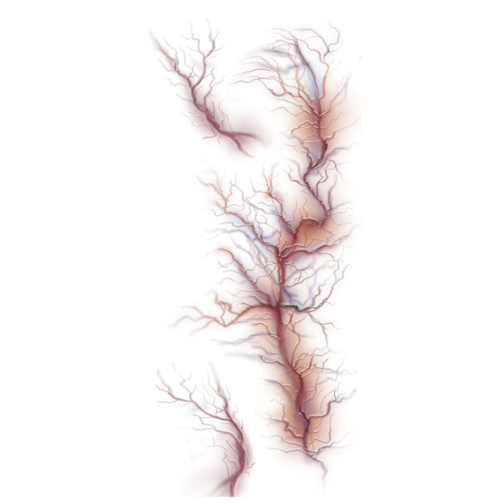 Vein Tattoos 30x13cm