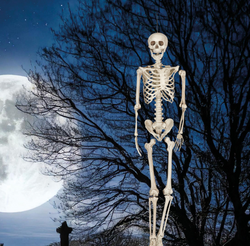 Skeleton Decoration 160cm
