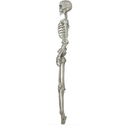 Skeleton Decoration 160cm