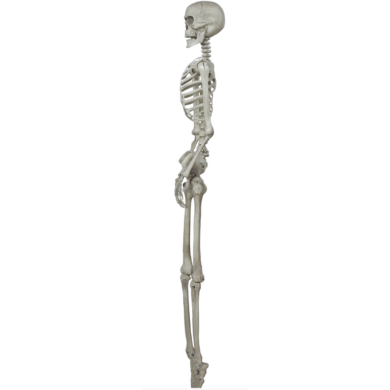 Skeleton Decoration 160cm