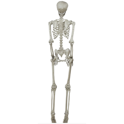 Skeleton Decoration 160cm