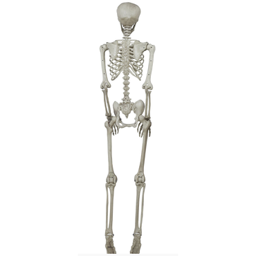 Skeleton Decoration 160cm