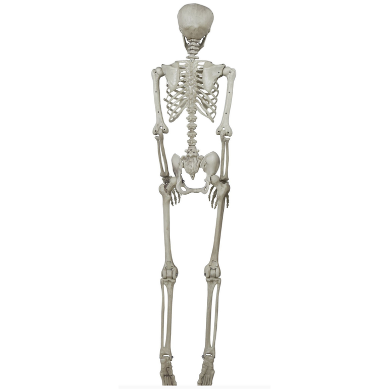Skeleton Decoration 160cm