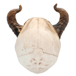 Devil Skull With Movable Jaw
