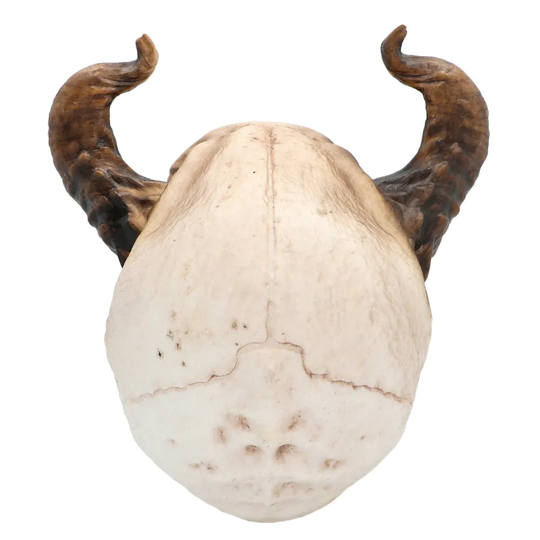 Devil Skull With Movable Jaw