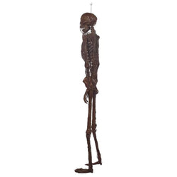 Poseable Rotting Skin Plastic & Fabric Hanging Skeleton Decoration