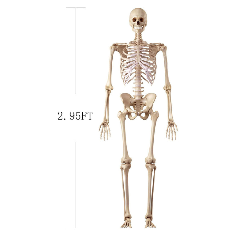 Life-Size Posable Skeleton Decoration