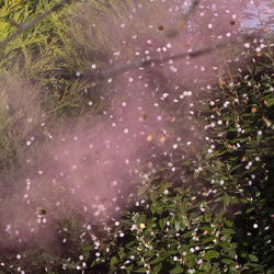 Pink Confetti and Smoke Cannon Popper Gender Reveal